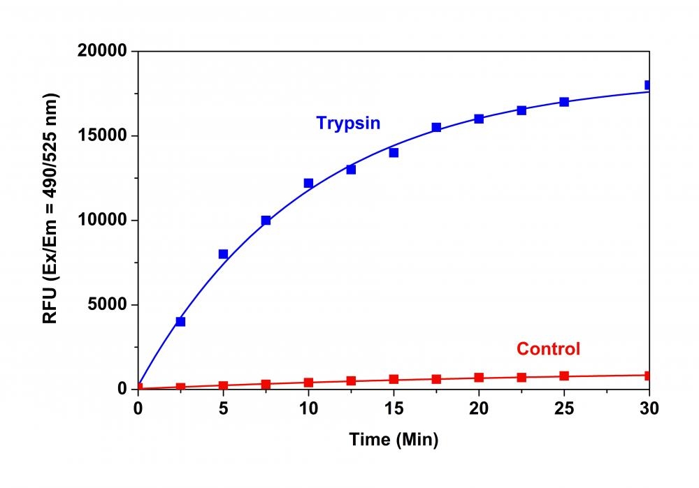 Trypsin protease activity was analyzed by Amplite® Universal Fluorimetric Protease Activity Assay Kit. Protease substrate was incubated with 1 unit trypsin in the kit assay buffer. The control wells had protease substrate only (without trypsin). The fluorescence signal was measured starting from time 0 when trypsin was added. Samples were done in triplicates.