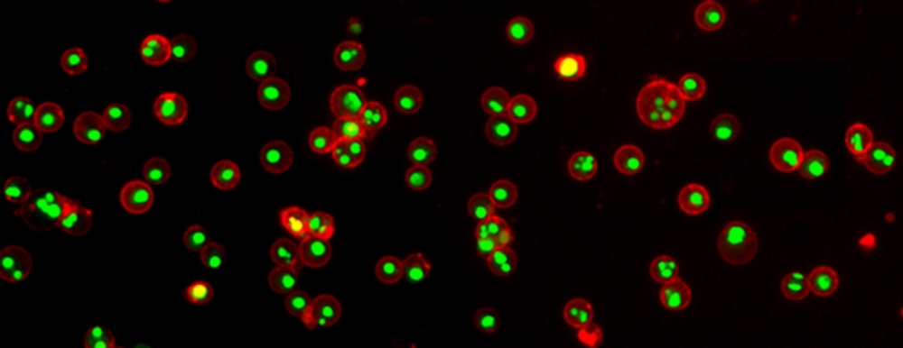 Jurkat cells were treated with 1 &micro;M staurosporine for 4 hours to induce apoptosis. Following treatment, cells were stained with Annexin V-iFluor® 555 conjugate (Cat No. 20072). Nuclei were labeled with Nuclear Green&trade; DCS1 (Cat No. 17550). Images were acquired on a confocal microscope.