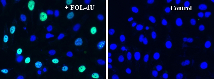 S-phase HeLa cells were detected with Bucculite&trade; FdU-Cu Free Cell Proliferation Fluorescence Imaging Kit (Cat#22305). HeLa cells at 50,000 cells/well/100 &mu;L were seeded overnight in a 96-well black wall/clear bottom plate. Cells were treated with FOL-FdU at 37 &ordm;C for 3 hours, and fixed with Methanol/PBS (90/10).&nbsp; After fixation, cells were stained with iFluor® 488-MTA for 30min in staining buffer, and then washed three times with 1X washing Buffer. 100&micro;L 5 &micro;g/ml Hoechst 33342 solution in 1X Washing Buffer were added to each well and the fluorescence images were visualized with FITC filter for S phase cells (Green) and with DAPI filter nuclear for all cells (Blue).
