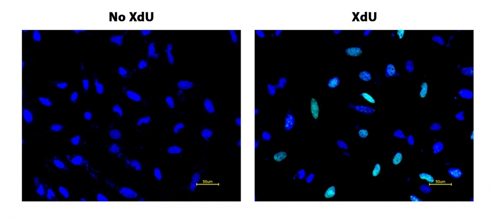 S-phase HeLa cells were detected with Bucculite&trade; XdU Cell Proliferation Fluorescence Imaging Kit (Cat#22326). HeLa cells at 50,000 cells/well/100 &mu;L were seeded overnight in a 96-well black wall/clear bottom plate. Cells were treated with&nbsp;XdU at 37 &ordm;C for 3 hours, and fixed with Methanol/PBS (90/10).&nbsp; After fixation, cells were stained with iFluor® 488-MTA for 30 min in staining buffer, and then washed three times with 1X washing Buffer. 100&micro;L 5 &micro;g/ml Hoechst 33342 solution in 1X Washing Buffer were added to each well and the fluorescence images were visualized with FITC filter for S phase cells (Green) and with DAPI filter nuclear for all cells (Blue).