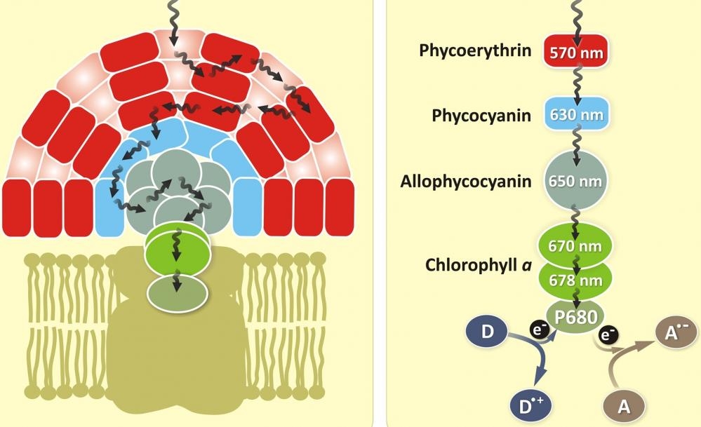 Phycocyanin is a&nbsp;protein&nbsp;from the light-harvesting&nbsp;phycobiliprotein&nbsp;family, along with&nbsp;allophycocyanin,&nbsp;phycoerythrin&nbsp;and&nbsp;phycoerythrocyanin. It is an&nbsp;accessory pigment&nbsp;to&nbsp;chlorophyll. All phycobiliproteins are water-soluble and therefore cannot exist within the membrane like&nbsp;carotenoids, but aggregate forming clusters that adhere to the membrane called&nbsp;phycobilisomes. Allophycocyanin absorbs and emits red light, and is readily found in&nbsp;Cyanobacteria, and&nbsp;red algae. Phycobilin pigments have excellent fluorescent properties that are extremely useful for flow cytometry-based immunoassays.