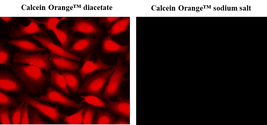Image of Live HeLa cells stained with Calcein Orange&trade; sodium salt (Cat#22008) and Calcein Orange&trade; diacetate (Cat#22009). Calcein Orange&trade; sodium salt cannot&nbsp; permeate intact live cells