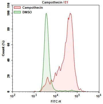 Cellular senescence was measured with Cell Meter&trade; Cellular Senescence Activity Assay Kit using a NovoCyte Flow Cytometer (ACEA Biosciences). HL-60 cells were incubated with Camptothecin for 6 hours to induce senescence and stained with Xite&trade; beta-D-galactopyranoside for 30 mins at 37<sup>o</sup>C. The signal was acquired using FITC channel in ACEA NovoCyte flow cytometer.