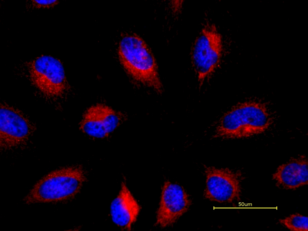 <strong>The representative fluorescence image of GGR169 Ceramide Golgi Staining in HeLa cells.</strong> Cells were stained with 100 &micro;L of GGR169-ceramide working solution with Hoechst 33342 at 37 &deg;C for 20 minutes. An intensely fluorescent thread like structure, partially surround the nucleus, is identified as the Golgi apparatus.