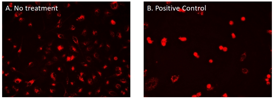Images of HeLa cells stained with Cell Navigator® CDy6&nbsp;Mitosis Imaging Kit. A. Control cells with no treatment. B. Cells treated with Positive Control (Nocodazole) to enrich mitotic cell population.