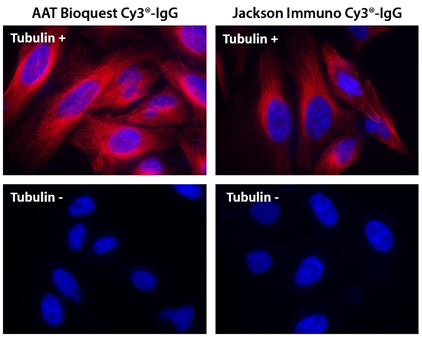 HeLa cells were incubated with (Tubulin+) or without (Tubulin-) mouse anti-tubulin followed by AAT&rsquo;s Cy3<sup>&reg;</sup> goat anti-mouse IgG conjugate (Red, Left) or Jackson&rsquo;s goat anti-mouse IgG conjugated with Cy3<sup>&reg;</sup>&nbsp; (Red, Right), respectively. Cell nuclei were stained with Hoechst 33342 (Blue, Cat# 17530).
