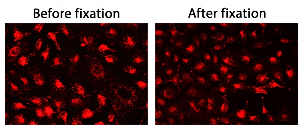 The fluorescence images of HeLa cells stained with CytoFix&trade; LysoRed in a 96-well black-wall clear-bottom plate. Image was acquired before (Left) and after (Right) fixation with 4% formaldehyde solution for 20 minutes at RT. The cells were imaged using fluorescence microscope with a Cy3/TRITC filter.<br>&nbsp;