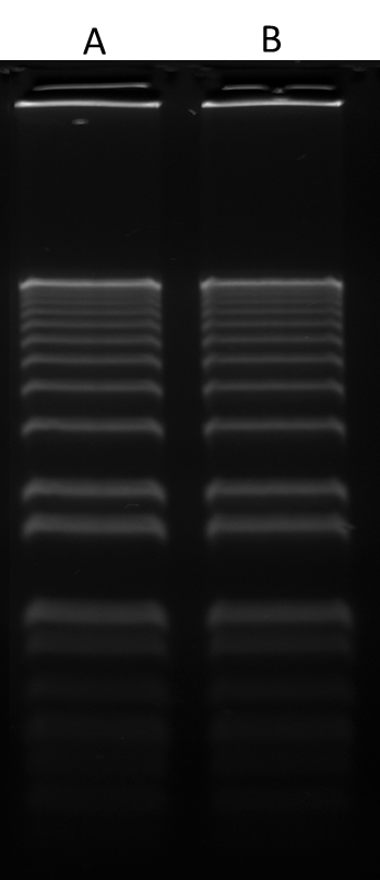 160 ng of 1 kb Plus DNA Ladder (ThermoFisher 10787018) in 0.9% agarose/TBE electrophoresis gel were stained with Gelite&trade; Green (A) and SYBR&reg; Green (B), and imaged with 254-nm UV transilluminator using UVP Bioimaging System.