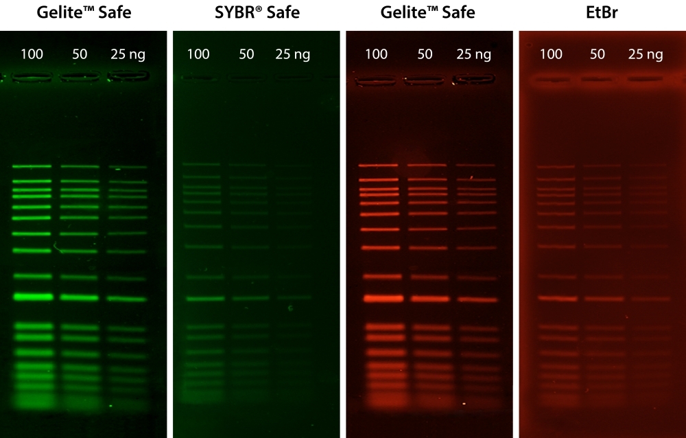 <strong>Comparison of DNA detection in 1% agarose gel in TBE buffer using Gelite&trade; Safe, EtBr, and SYBR&reg; Safe.</strong>&nbsp;Two-fold serial dilutions of 1 kb DNA ladder were loaded in amounts of 100 ng, 50 ng, and 25 ng from left to right. Gels were stained for 60 minutes with Gelite&trade; Safe, EtBr, and SYBR&reg; Safe according to the manufacturer's recommended concentrations and imaged using the ChemiDoc&trade; Imaging System (Bio-Rad&reg;). Gels were illuminated using a 300 nm transilluminator fitted with a GelGreen filter.