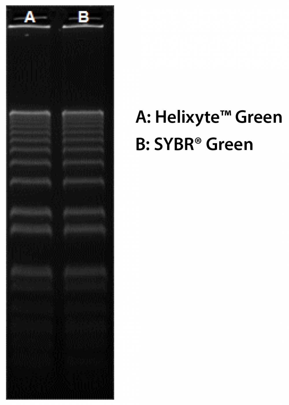 160 ng of 1 Kb Plus DNA Ladder (ThermoFisher 10787018) in 0.9% agarose/TBE electrophoresis gel were stained with Helixyte&trade; Green and SYBR&reg; Green and imaged with 254-nm UV transilluminator using UVP Bioimaging System.