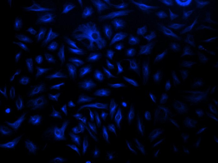 HeLa cells were incubated with mouse anti-tubulin and biotin goat anti-mouse IgG followed by AAT&rsquo;s iFluor® 350-streptavidin conjugate.