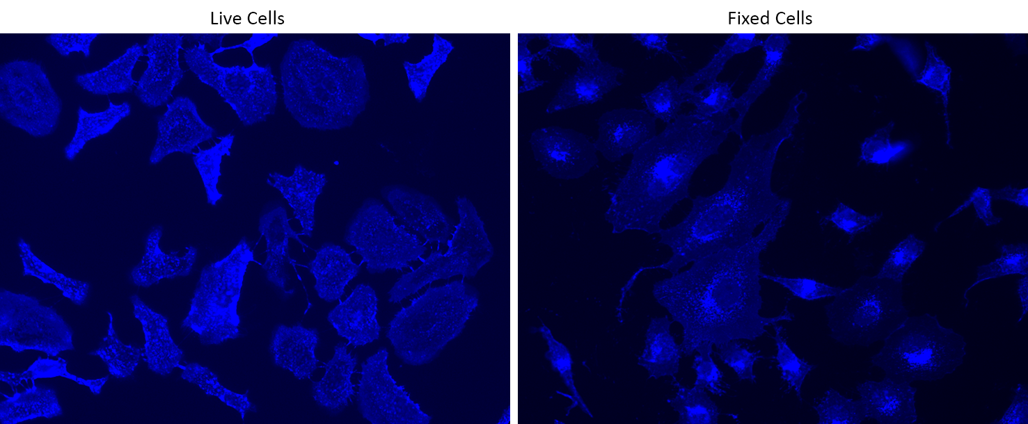 Live and fixed HeLa cells were stained with iFluor® 350-Wheat Germ Agglutinin (WGA) Conjugate at 10 µg/mL for 30 minutes. The image was acquired on a fluorescence microscope using a DAPI filter set.