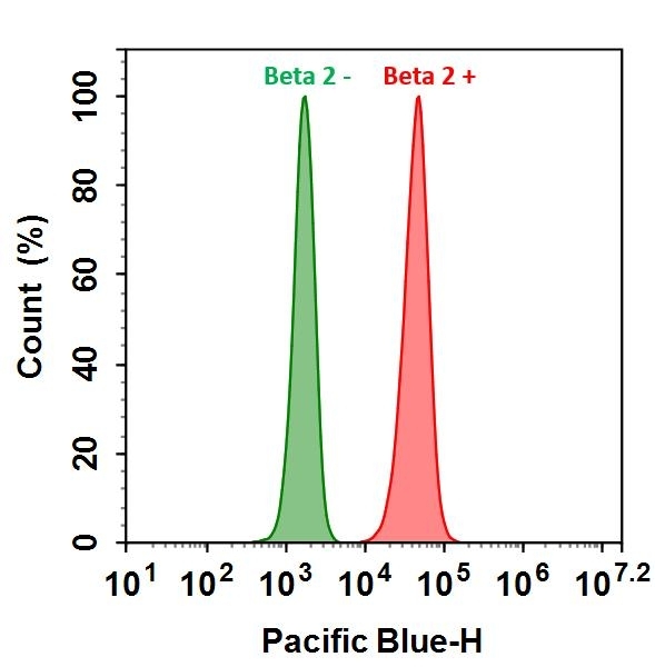 HL-60 cells were incubated with (Red, +) or without (Green, -) Anti-beta 2 rabbit antibody (Beta 2), followed by iFluor® 405 goat anti-rabbit IgG conjugate. The fluorescence signal was monitored using ACEA NovoCyte flow cytometer in Pacific Blue channel.&nbsp;