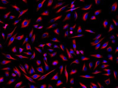 HeLa cells were incubated with mouse anti-tubulin and biotin goat anti-mouse IgG followed by AAT's iFluorTM 514-streptavidin conjugate (Red). Cell nuclei were stained with Hoechst 33342 (Blue, Cat#17530).