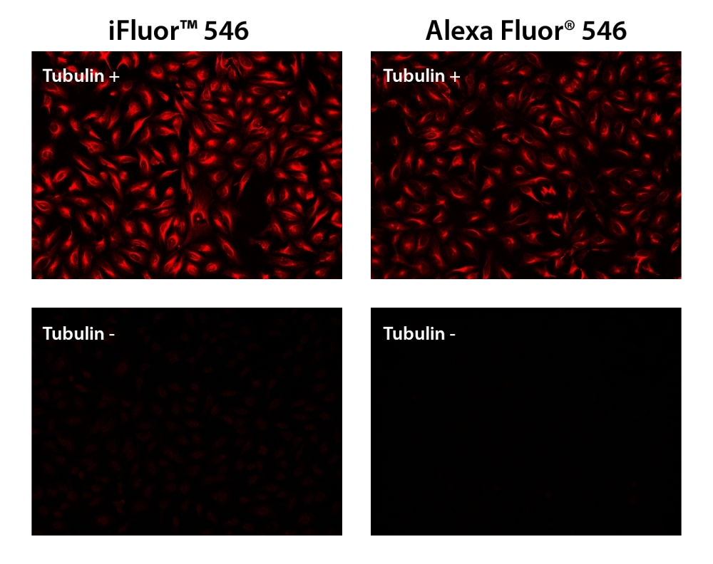 HeLa cells were incubated with (Tubulin+) or without (Tubulin-) mouse anti-tubulin followed by iFluor® 546 goat anti-mouse IgG conjugate (Red, Left) or Alexa Fluor&reg; 546 goat anti-mouse IgG conjugate (Red, Right), respectively.