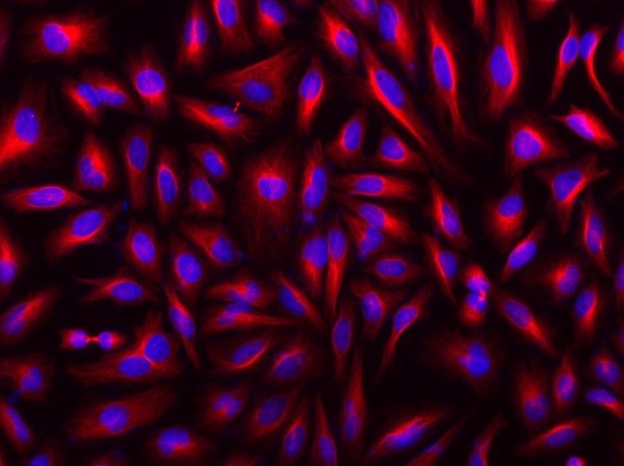 HeLa cells were incubated with mouse anti-tubulin followed with&nbsp;iFluor<sup>TM</sup>&nbsp;546 goat anti-rabbit IgG conjugate (Red). Cell nuclei were stained with DAPI&nbsp;(Blue, Cat#17507).