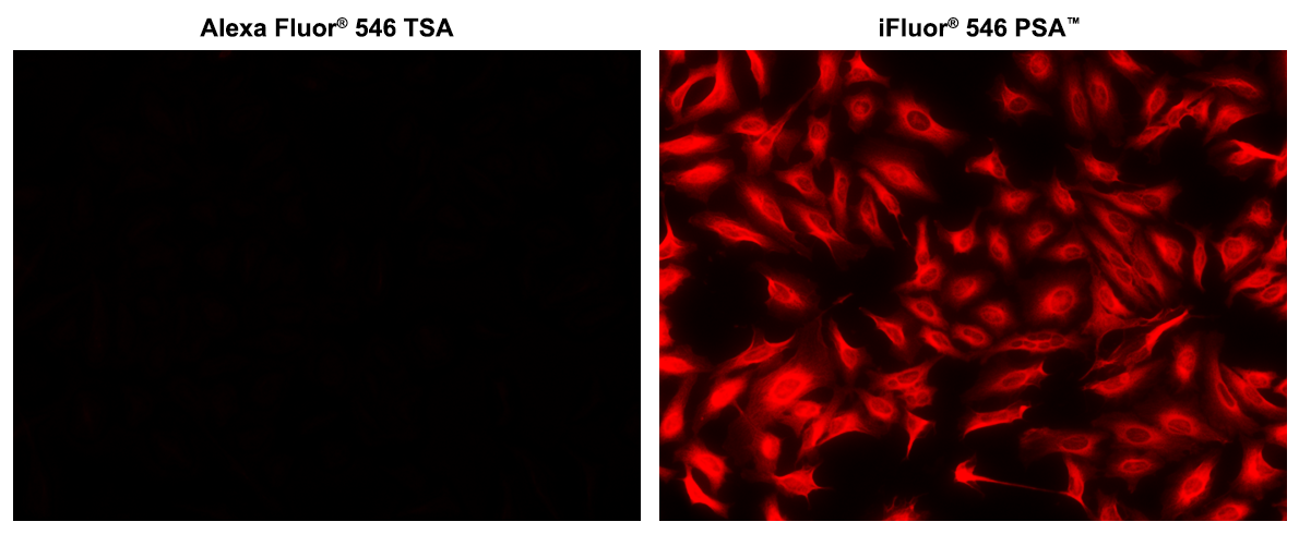 Microtubules of fixed HeLa cells were labeled with anti-α tubulin mouse mAb followed by HRP-labeled goat anti-mouse IgG (Cat No. 16728). The fluorescence signal was developed using Alexa Fluor® 546 tyramide or iFluor® 546 styramide™ (Cat No. 45025) and detected with a TRITC/Cy3 filter set. iFluor® 546 styramide™ shows significantly higher fluorescence intensity than Alexa Fluor® 546 tyramide under the same conditions.