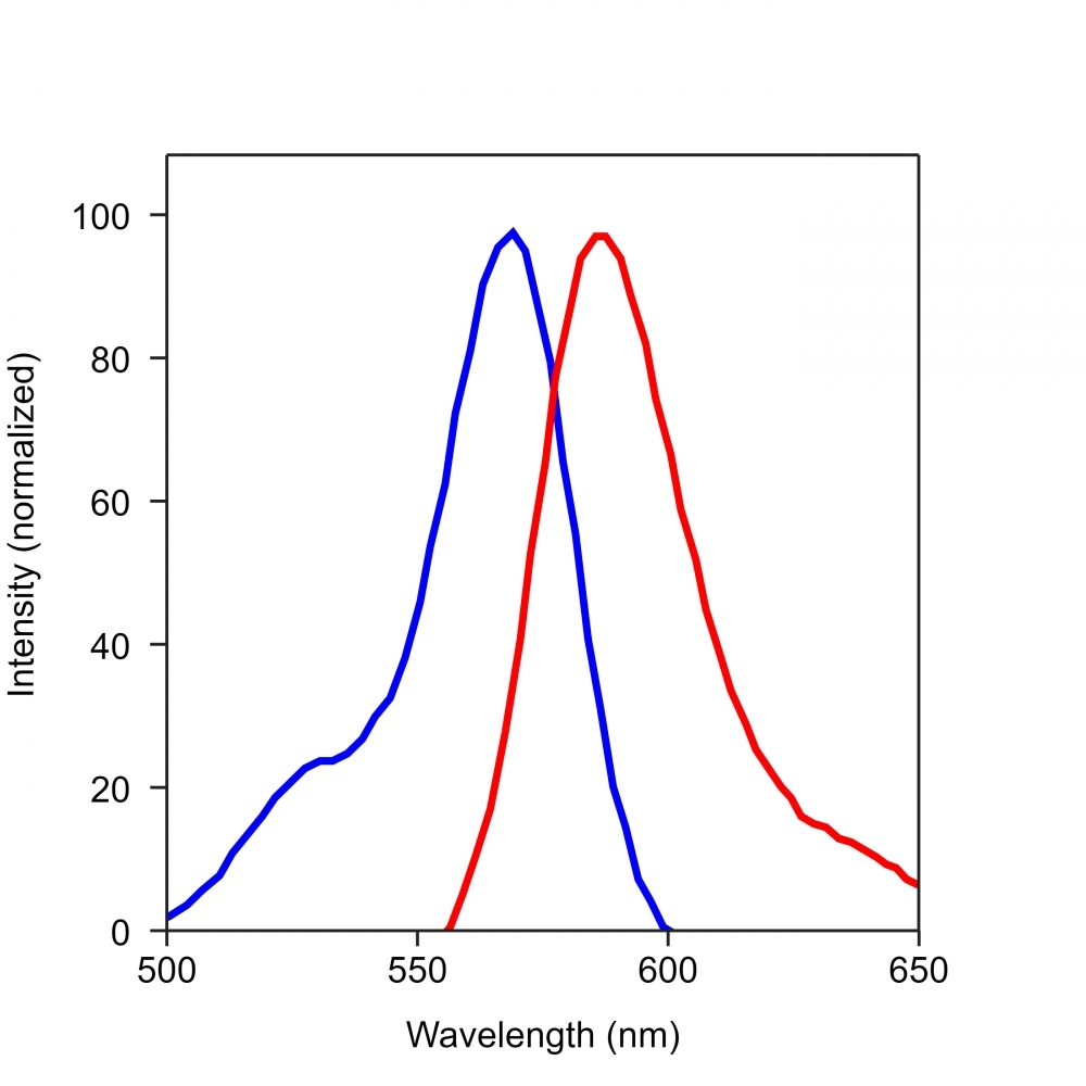 The excitation and emission spectra of iFluor<sup>TM</sup> 568.&nbsp;