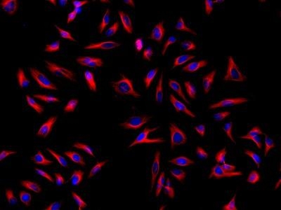 HeLa cells were incubated with mouse anti-tubulin and biotin goat anti-mouse IgG followed by AAT&rsquo;s iFluor® 594-streptavidin conjugate (Red). Cell nuclei were stained with Hoechst 33342 (Blue).