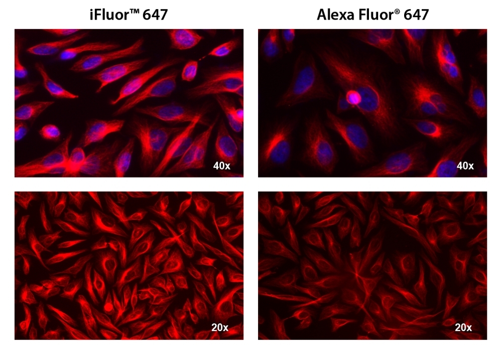 HeLa cells were incubated with mouse anti-tubulin followed by AAT&rsquo;s iFluor<sup>TM</sup> 647 goat anti-mouse IgG conjugate (Red, Left) or Alexa Fluor<sup>&reg;</sup> 647 goat anti-mouse IgG<sup>&nbsp; </sup>(Red, Right), respectively. Cell nuclei were stained with Hoechst 33342 (Blue, Cat#17530).