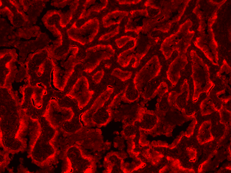 Formalin-fixed, paraffin-embedded (FFPE) human lung tissue was labeled with anti-EpCAM mouse mAb followed by HRP-labeled goat anti-mouse IgG (Cat No. 16728). The fluorescence signal was developed using mFluor™ Green 620 styramide and detected with a Cy3 filter set.