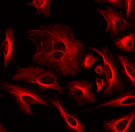 HeLa cells were labeled with mouse anti-tubulin followed by a goat anti-mouse IgG conjugated to iFluor® 647 using the ReadiLink™ Rapid iFluor® 647 Antibody Labeling Kit (Cat No. 5713).