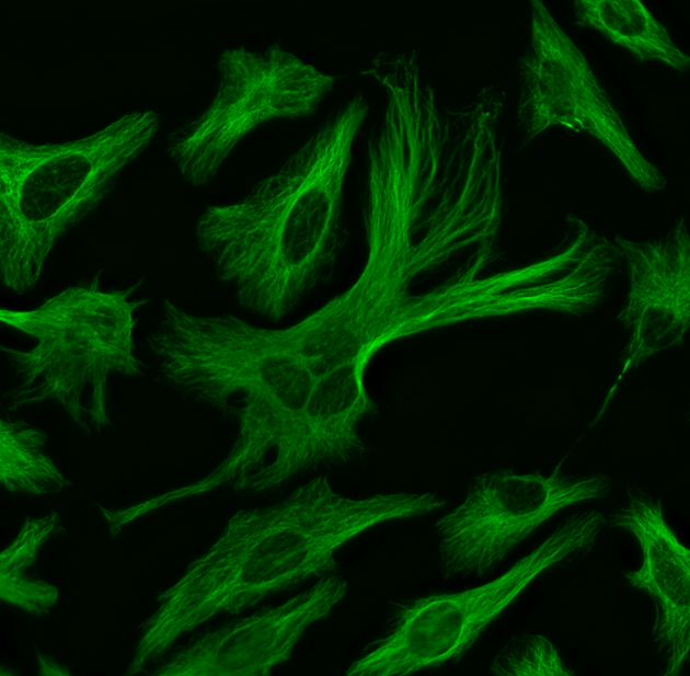 HeLa cells were labeled with mouse anti-tubulin followed by a goat anti-mouse IgG conjugated to XFD488 using the ReadiLink™ Rapid XFD488 Antibody Labeling Kit (Cat No. 5730).