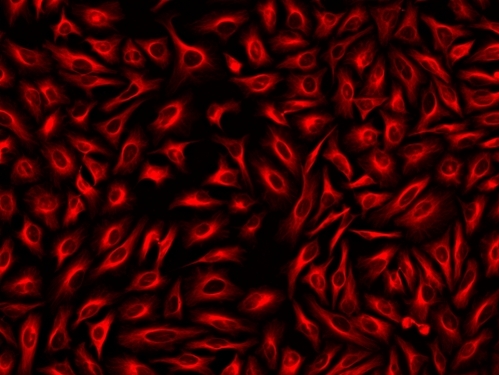 Immunofluorescence&nbsp;staining of tubulin in HeLa cells. HeLa cells were fixed with 4% PFA, permeabilized with 0.1% Triton X-100 and blocked. Cells were then incubated with mouse anti-tubulin antibody and stained with a goat anti-mouse IgG labeled using the ReadiLink&trade; xtra Rapid Cy7 Antibody Labeling Kit (Cat No. 1973).