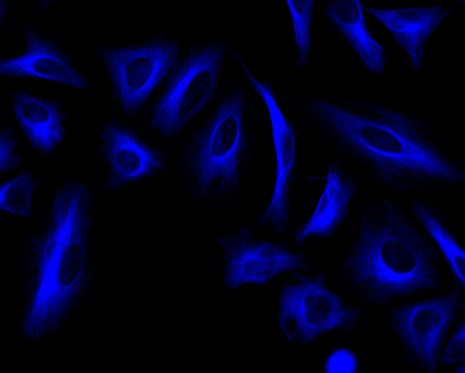 Immunofluorescence&nbsp;staining of tubulin in HeLa cells. HeLa cells were fixed with 4% PFA, permeabilized with 0.1% Triton X-100 and blocked. Cells were then incubated with rabbit anti-tubulin monoclonal antibody and stained with a goat anti-rabbit IgG labeled using the ReadiLink&trade; xtra Rapid iFluor® 350 Antibody Labeling Kit (Cat No. 1950).