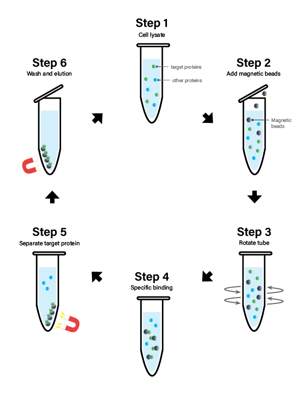 Steps for capture of biotin-labeled macromolecules with streptavidin magnetic beads.