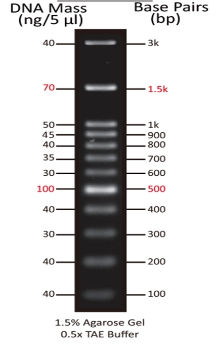 ReadiUse&trade; 100 bp DNA Ladder (5 uL/well) was run on 1.5% agarose gel with 0.5X TAE Buffer.