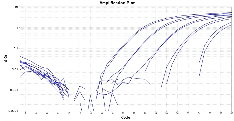 Amplification plot for a dilution series of HeLa cells cDNA amplified in replicate reactions to detect GAPDH using TAQuest&trade; qPCR Master Mix for TaqMan Probes *Low ROX*.