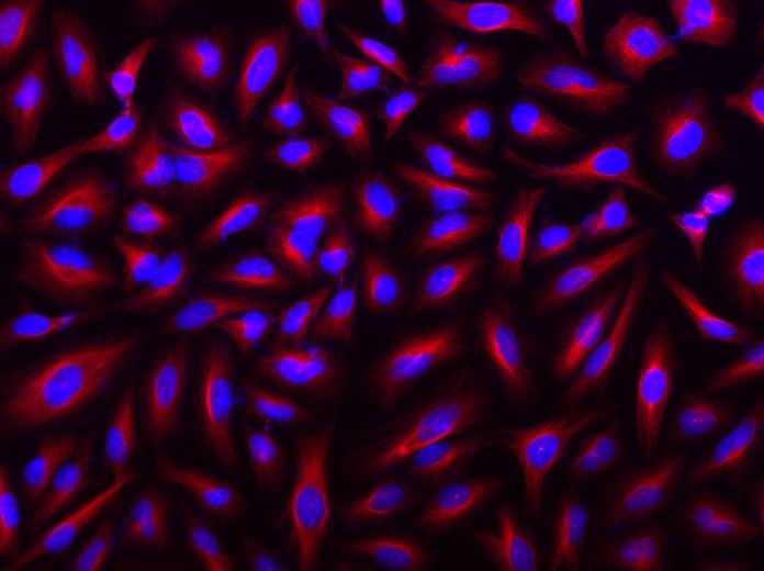 HeLa cells were incubated with mouse anti-tubulin and biotin goat anti-mouse IgG followed by Texas Red&reg;-streptavidin conjugate (Red). Cell nuclei were stained with Hoechst 33342 (Blue, Cat#17530).