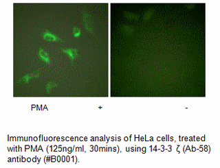 Product image for 14-3-3 &zeta;  (Ab-58) Antibody