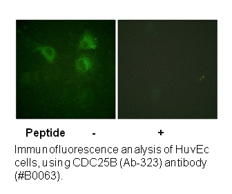 Product image for CDC25B (Ab-323) Antibody