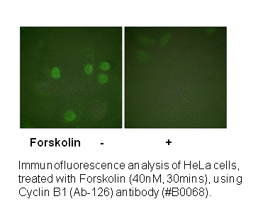 Product image for Cyclin B1 (Ab-126) Antibody