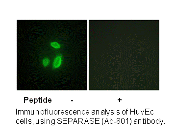 Product image for SEPARASE (Ab-801) Antibody