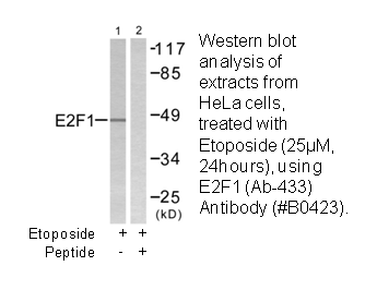 Product image for E2F1 (Ab-433) Antibody