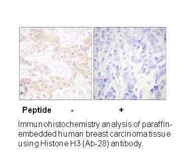 Product image for Histone H3 (Ab-28) Antibody