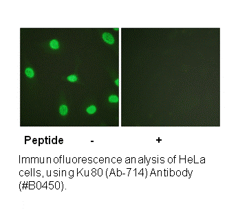 Product image for Ku80 (Ab-714) Antibody