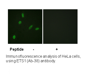 Product image for ETS1 (Ab-38) Antibody