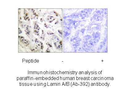 Product image for Lamin A/C (Ab-392) Antibody