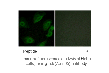 Product image for Lck (Ab-505) Antibody