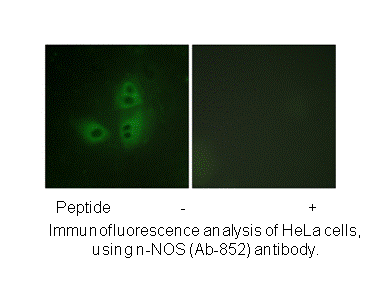 Product image for nNOS (Ab-852) Antibody