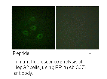 Product image for PP2A-&alpha; (Ab-307) Antibody