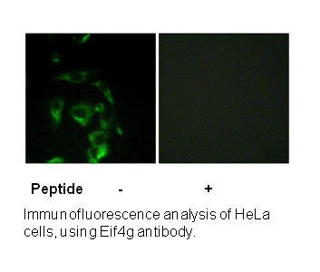 Product image for eIF4G (Ab-1108) Antibody