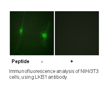 Product image for LKB1 (Ab-428) Antibody