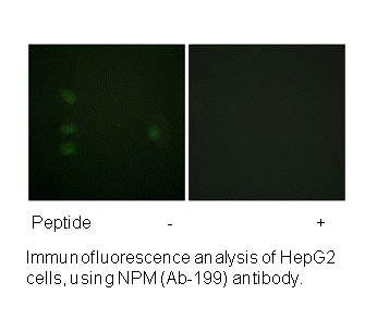 Product image for NPM (Ab-199) Antibody