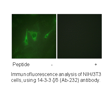 Product image for 14-3-3 &zeta; /&delta; (Ab-232) Antibody