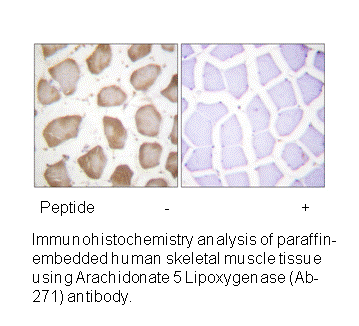 Product image for Arachidonate 5 Lipoxygenase (Ab-271) Antibody